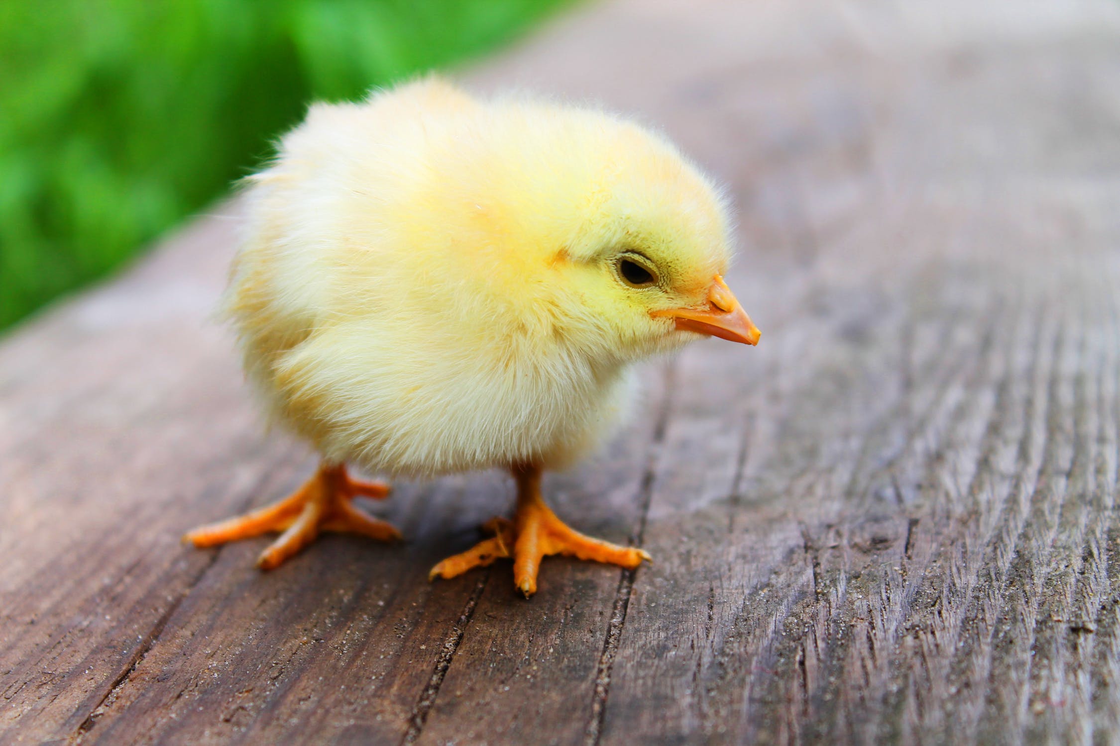 animal-easter-chick-chicken