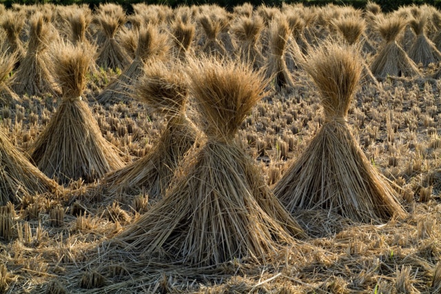 straw-rice-grain-field-61151