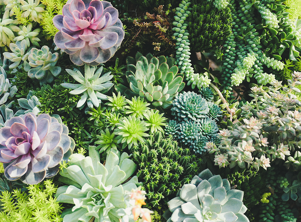 Blue Stone Lotus Planting Base