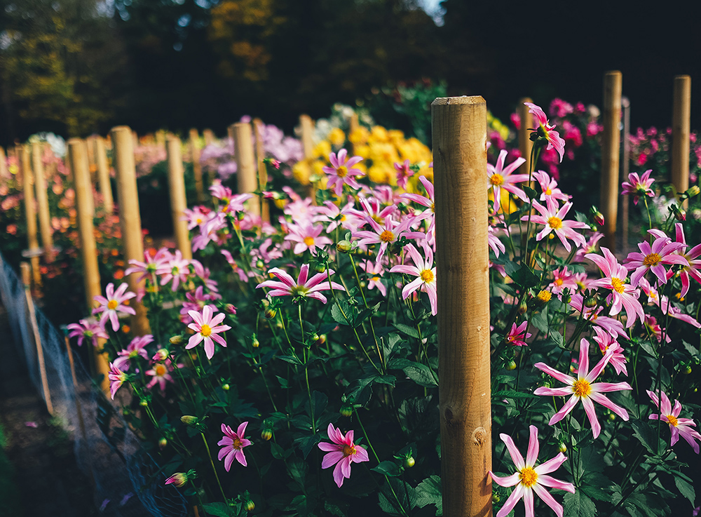 small red chrysanthemum planting base